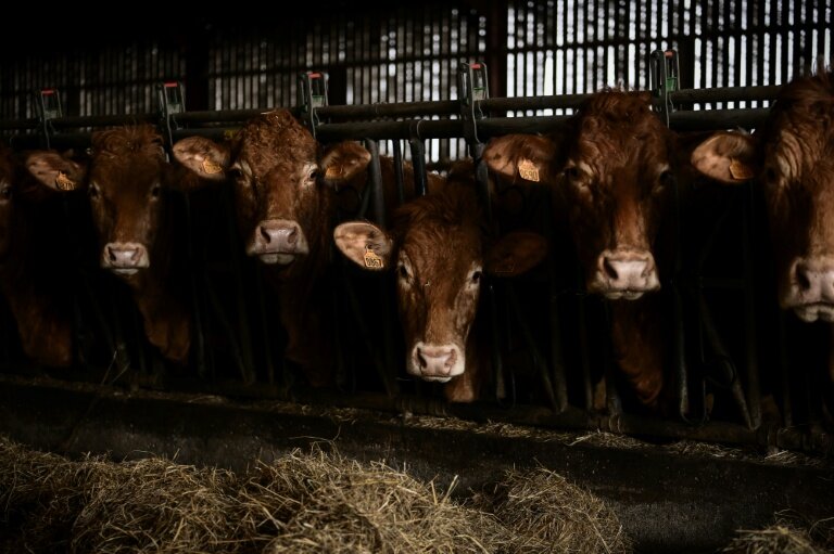 Le gouvernement a relevé mardi les seuils à partir desquels les élevages bovins doivent s'enregistrer auprès des autorités et non simplement se déclarer, une mesure de simplification attendue de longue date par les éleveurs © Philippe LOPEZ