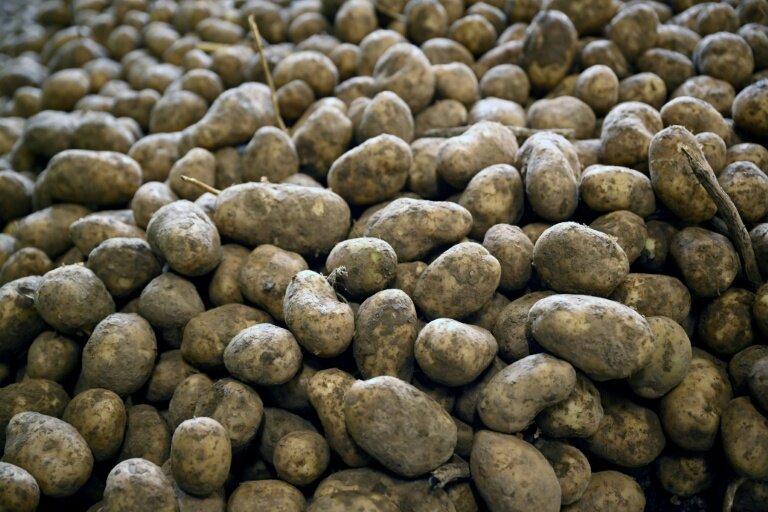 Des pommes de terre après leur récolte dans une coopérative agricole à Geer, le 26 septembre 2025 en Belgique © Nicolas TUCAT