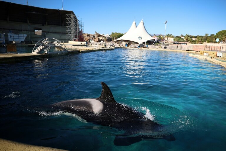 Le bassin des orques du MarineLand à Antibes, le 27 novembre 2025 dans les Alpes-Maritimes © Valery HACHE