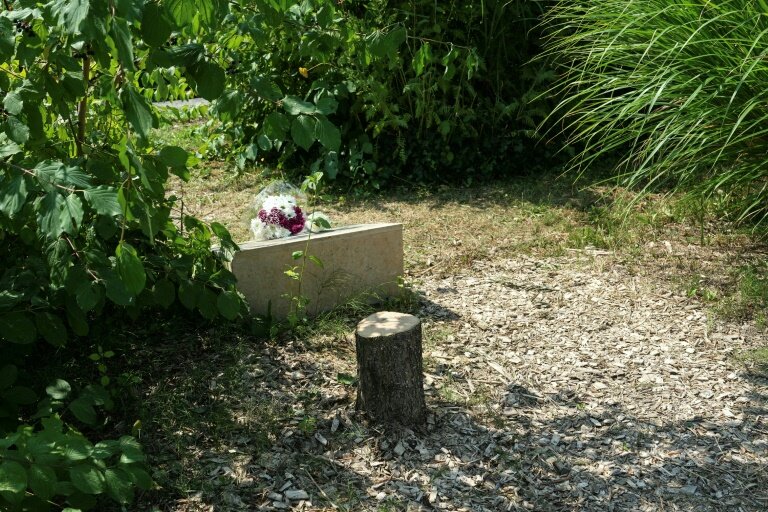 Le tronc d'un olivier avattu devant la stèle rendant hommage à Ilan Halimi, le 15 août 2025 à Epinay-sur-Seine, en Seine-Saint-Denis © Dimitar DILKOFF