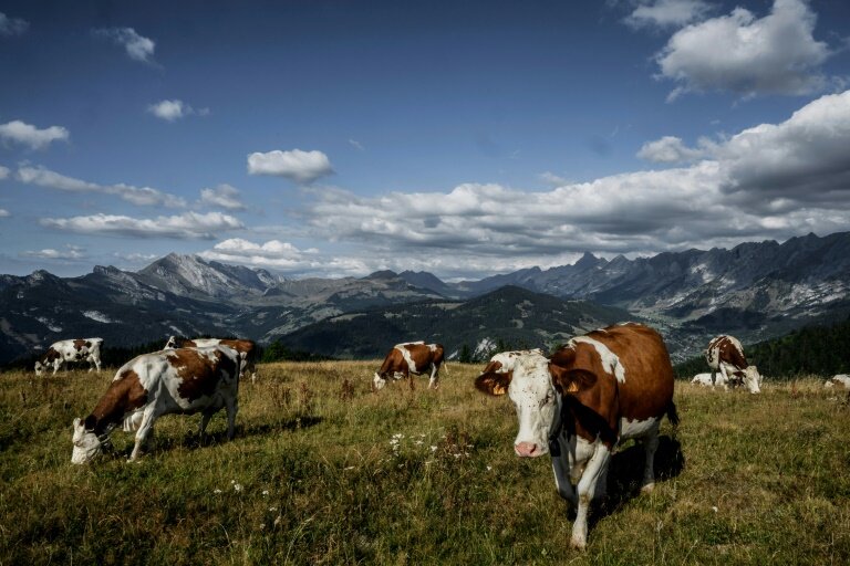 Photo d'archives d'un troupeau de vaches au-dessus de La Clusaz en Haute-Savoie, le 22 août 2022 © JEFF PACHOUD
