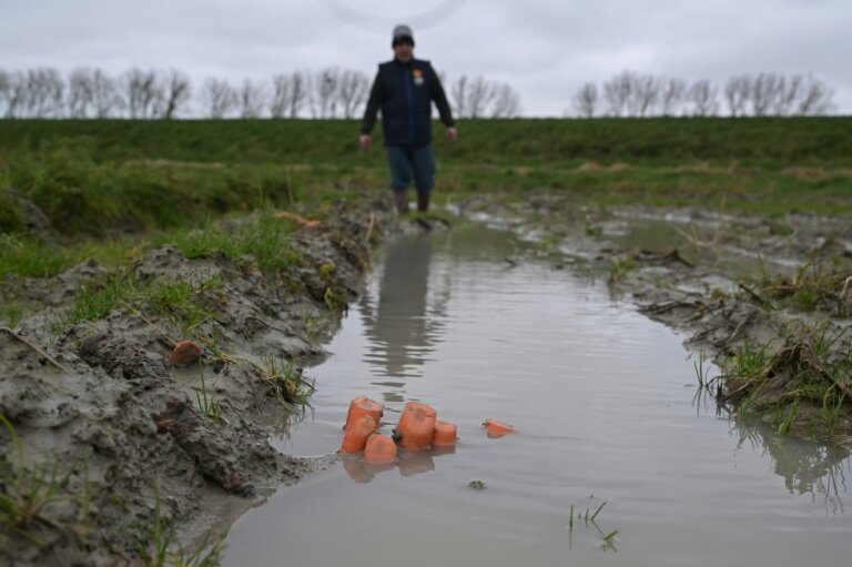 Yannick Frain, maraîcher et éleveur, marche dans son champ de carottes ravagé par les pluies qui ont frappé l'ouest de la France, le 19 février 2026 à Roz-sur-Couesnon, en Ille-et-Vilaine © Damien MEYER