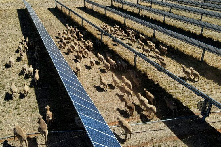 Des moutons déambulent parmi des panneaux solaires dans l'exploitation de Tom Warren, près de la ville australienne de Dubbo, à environ 400 kilomètres à l'ouest de Sydney, le 19 janvier 2026 © Gregory Plesse