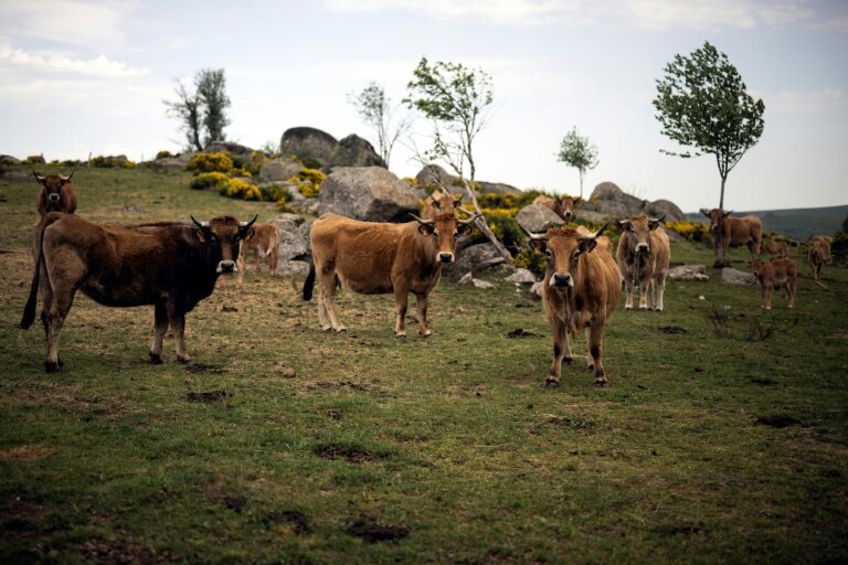 Des vaches Aubrac dans un champ à Aubrac, en Aveyron, le 19 mai 2022 © Lionel BONAVENTURE