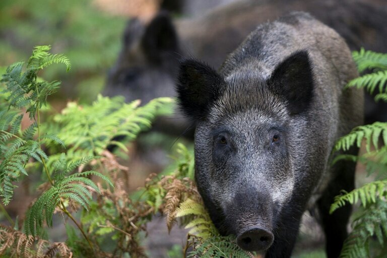 En pleine forêt normande, des balises sonores et lumineuses diffusent tous les 50 mètres des "bruits de forêt" avant chaque passage de train, pour prévenir les animaux: il faut s'éloigner des rails © JOEL SAGET