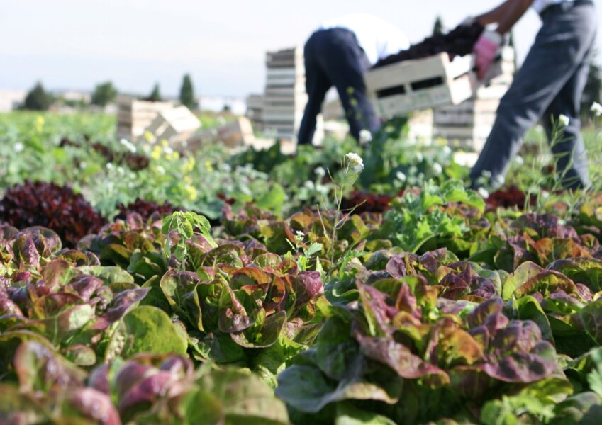 © DR. La Métropole du Grand Nancy vient de lancer un appel à projets pour l’installation d’une activité de maîrachage local à Laneuveville-devant-Nancy.