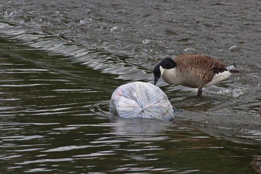 Les déchets jetés dans la nature font du tort à la biodiversité. (c) Région Hauts-de-France