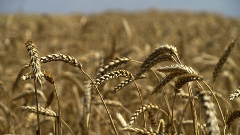Forte d'une récolte exceptionnelle de blé après celle, record, de l'an dernier, la Russie promet de continuer à "dominer" le marché en 2023-24, en dépit des incertitudes pesant sur la sécurité de la navigation en mer Noire © -