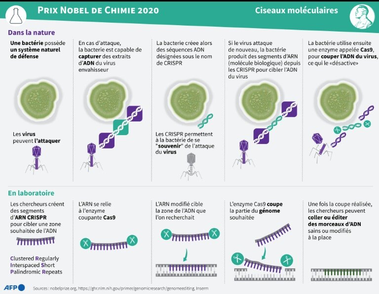 L'édition du génome avec la Crispr-Cas9 © John SAEKI