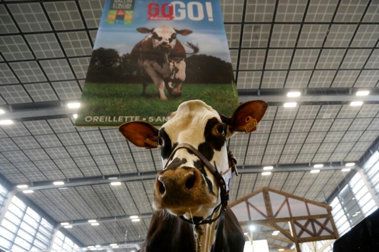 La vache normande "Oreillette" au salon de l'agriculture le 26 février 2024 © Ludovic MARIN
