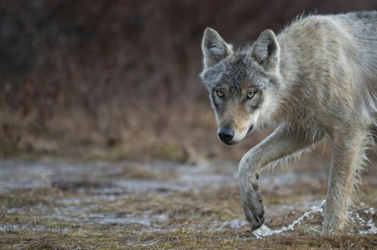 Onze ONG de protection de l'environnement lancent une campagne et une pétition contre l'abaissement du statut de protection du loup dans l'UE, jugeant que cela "mettrait en péril la survie d'une espèce déjà vulnérable © Olivier MORIN