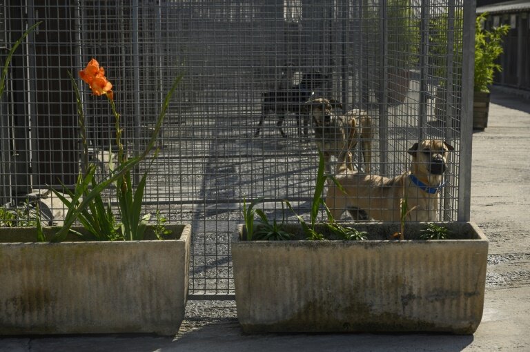 Pour transférer ses 80 chiens et 120 chats vers ses nouveaux locaux, la SPA de Gennevilliers organise le déménagement en forme de promenade © Olivier MORIN