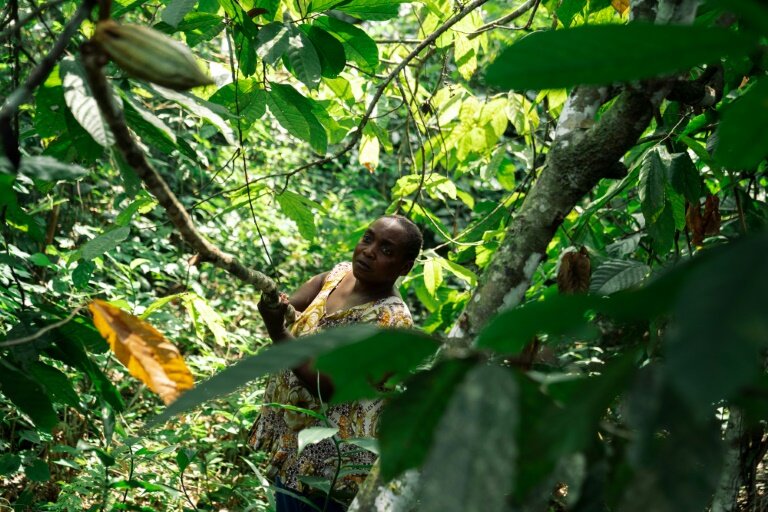Judith Kahindo, originaire de la province de l'Ituri, récolte du cacao dans son champ de Mavivi, au Nord-Kivu, à l'est de la République démocratique du Congo, le 14 décembre 2024 © PHILÉMON BARBIER