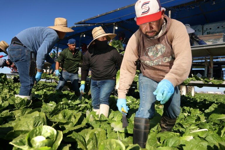 Des travailleurs immigrés récoltent des salades à Brawley, en Californie, le 10 décembre 2024 © Sandy Huffaker