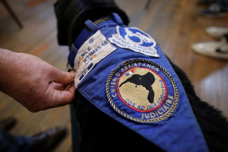 Le labrador noir Lol et son badge "chien d'assistance judiciaire" au tribunal de Cahors, le 14 février 2025 dans le Lot © Valentine CHAPUIS