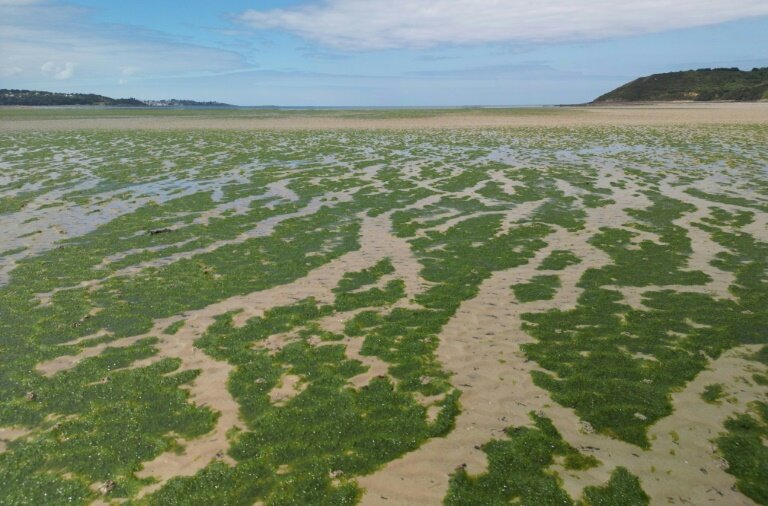 La plage de Saint-Michel-en-Grève couverte d'algues vertes le 24 mai 2024 © Damien MEYER