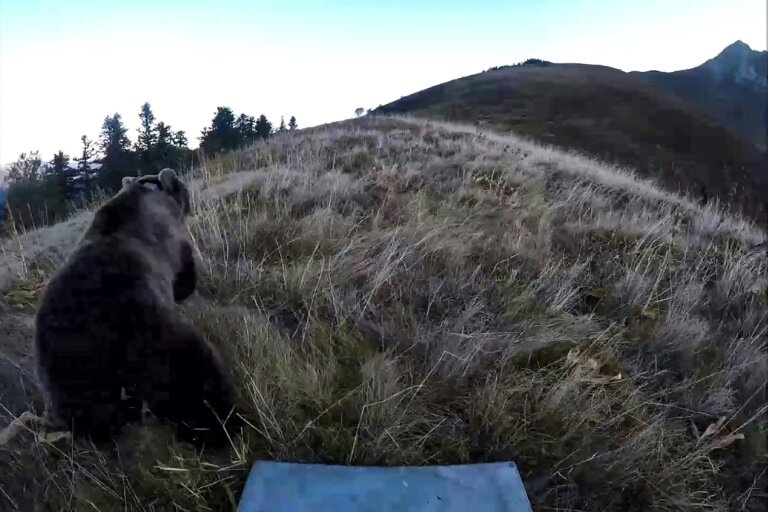 Un ours relâché dans les Pyrénées, le 5 octobre 2018 © -
