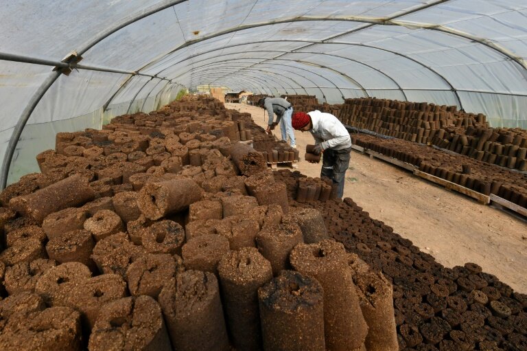 Des rouleaux de grignons d'olives, sous une serre de la start-up Bioheat, le 3 mars 2025 à Sanhaja, près de Tunis © FETHI BELAID