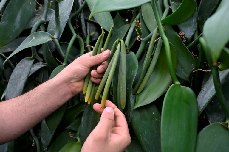Pierre Guyomar inspecte des plants de vanille le 25 mars 2025 à la station expérimentale de Pleumeur-Gautier, dans les Côtes-d'Armor © Damien MEYER