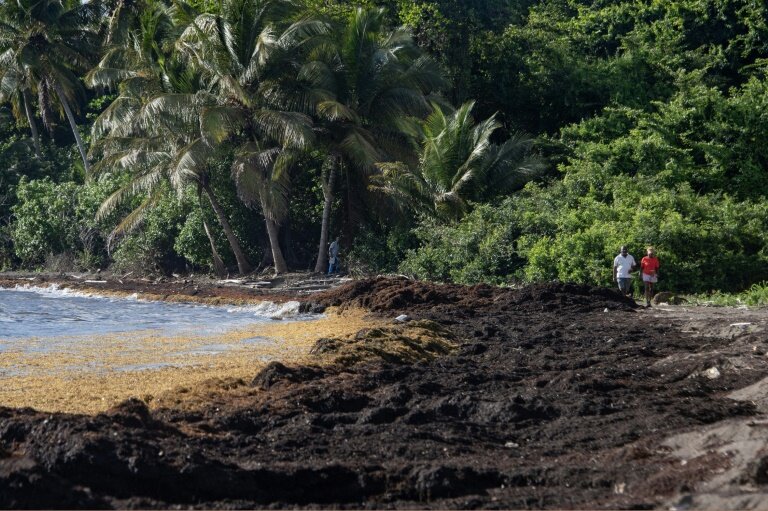 Une plage de Petit-Bourg, en Guadeloupe, envahie par les sargasses, le 16 avril 2023 © Olivier MORIN