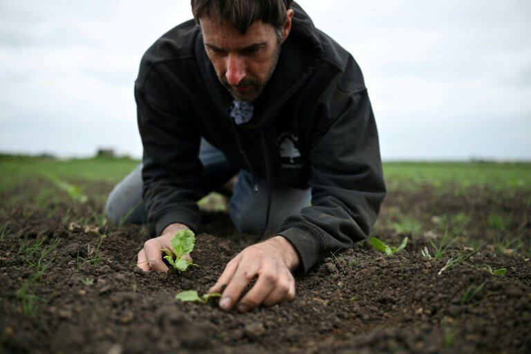 L'agriculteur britannique Luke Abblitt inspecte son champ de betteraves à sucre, dans le Cambridgeshire, dans l'est de l'Angleterre, le 15 mai 2025 © Justin TALLIS