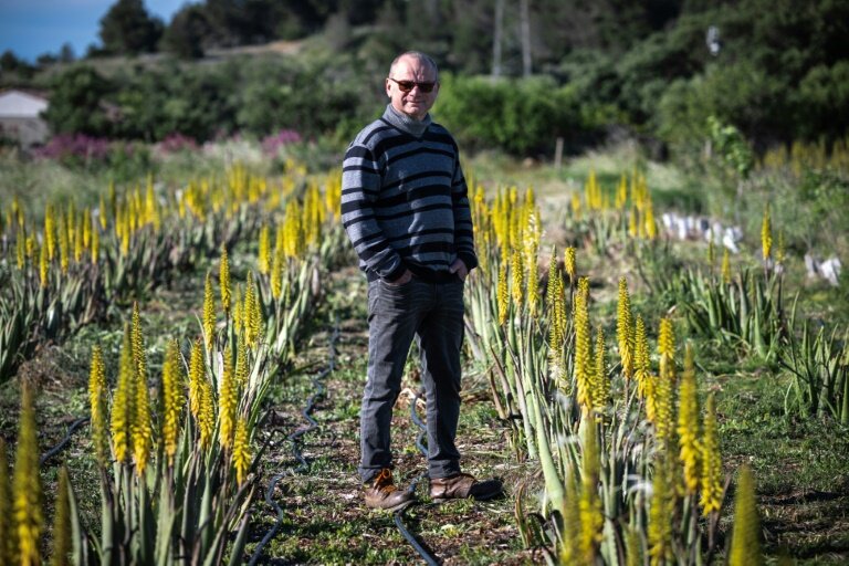Laurent Maynadier, viticulteur à Fitou, dans l'Aude, qui a diversifié ses cultures, pose le 6 mai 2025 dans un champ d'aloe vera, plante peu gourmande en eau © Lionel BONAVENTURE