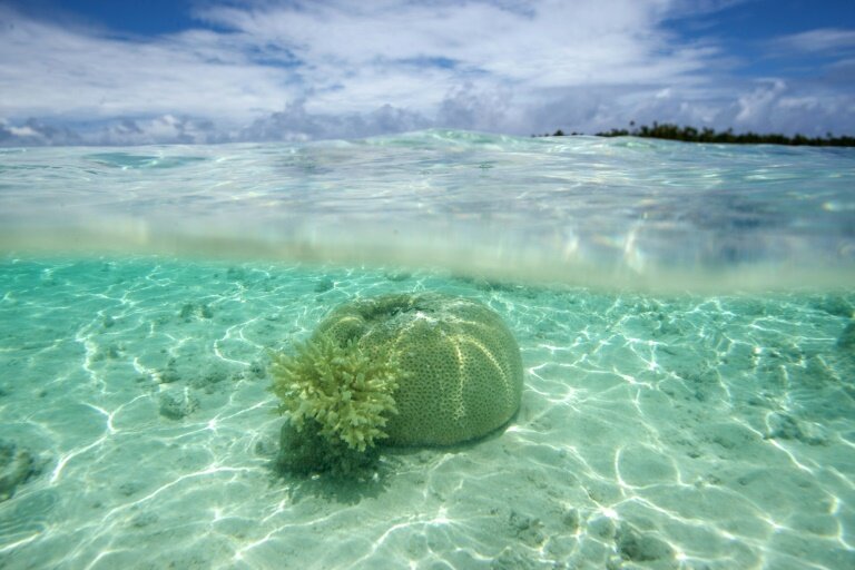 Des coraux dans un atoll de l'archipel des Tuamotu, en Polynésie française, le 14 octobre 2015 © GREGORY BOISSY
