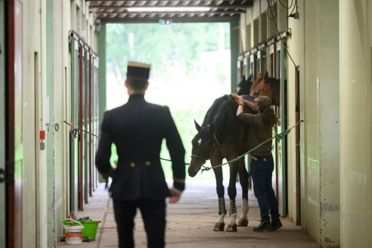Une palefrenière du Cadre Noir de Saumur prépare un cheval pour un écuyer avant un spectacle matinal, le 5 juin 2025 en Maine-et-Loire © Loic VENANCE