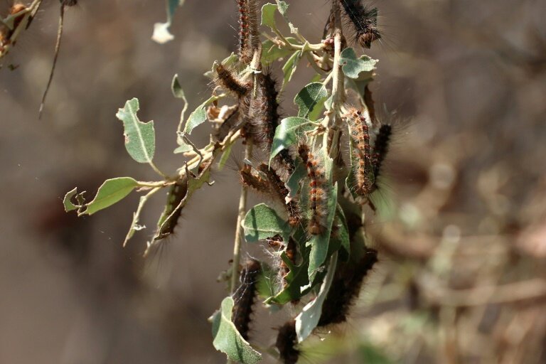 Des chenilles du papillon bombyx s'attaquent au  feuillage d'un chêne dans une forêt à Guitera-les-Bains, en Corse, le 11 juin 2025 © Pascal POCHARD-CASABIANCA
