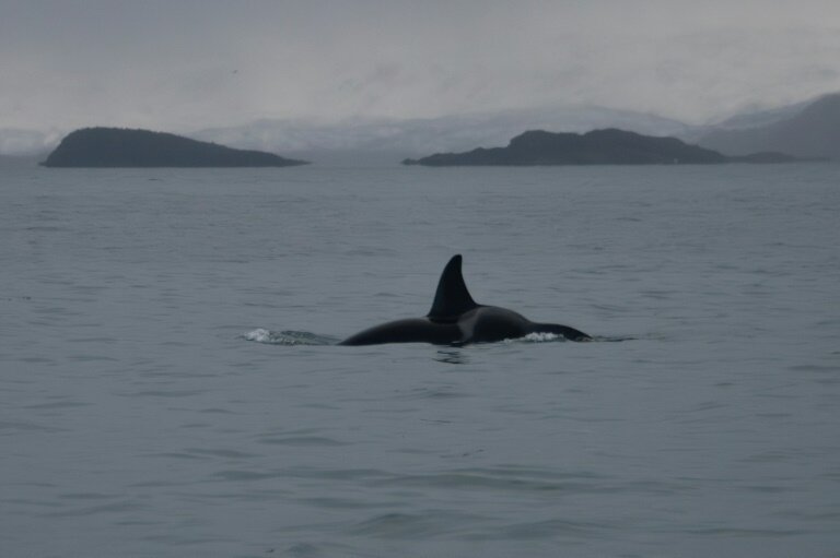 Le sommet de l'Onu sur l'océan s'achève vendredi à Nice sur une avancée, saluée par les ONG, vers une meilleure protection de la haute mer, mais sans promesses de financements de grande ampleur © Olivier MORIN