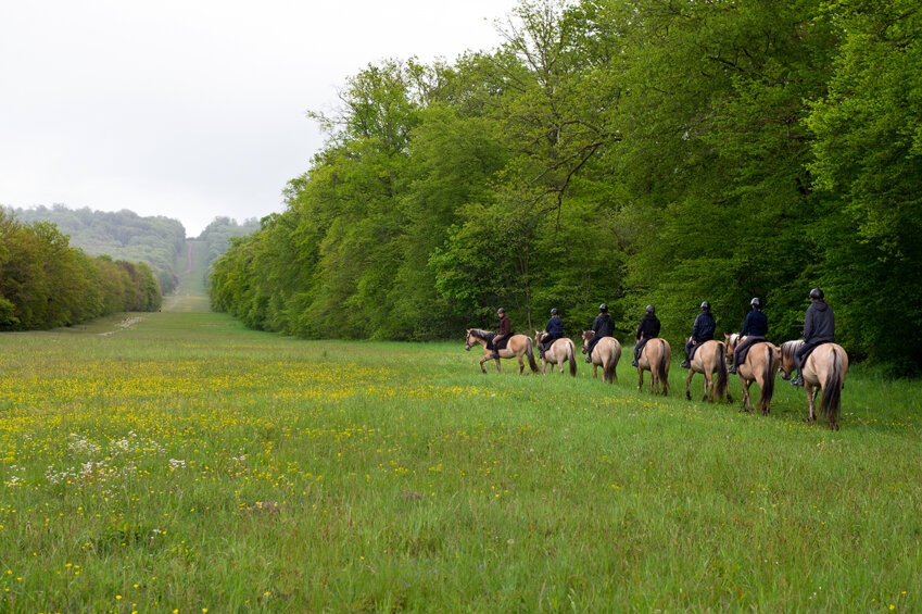 Calmes et rustiques, les chevaux Henson permettent aux cavaliers, aguerris ou débutants, de vivre une immersion nature entre étangs, allées forestières et arbres remarquables. © Catherine Beudaert