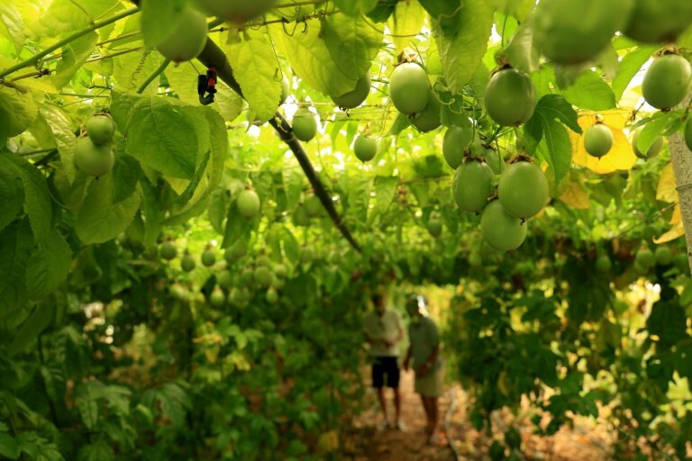 Des fruits de la passion dans la serre de 'Irakli Shkoza, un agriculteur de Divjake, à 90 kilomètres de Tirana, le 1er juillet 2025 en Albanie © Adnan Beci