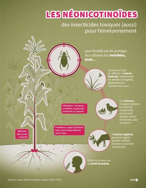 Infographie expliquant les effets de l'utilisation des néonicotinoïdes sur la plante ciblée et tout l'écosystème environnant © Sylvie HUSSON