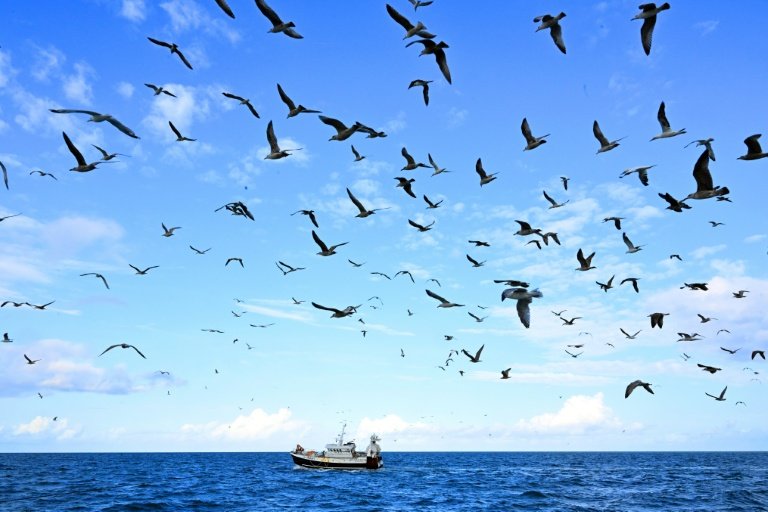 C'est à Boulogne-sur-Mer (Pas-de-Calais), premier port de pêche français, que les professionnels du secteur se réunissent jeudi et vendredi pour débattre de l'avenir de la filière, encore meurtrie par le Brexit © FRANCOIS NASCIMBENI