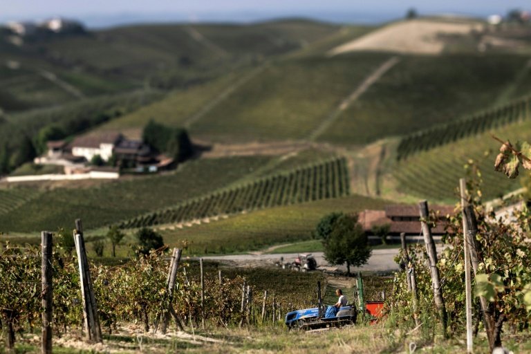 Vendanges dans le domaine de la "Tenuta Ca dei Mandorli" (la maison des amandiers), près d'Asti, dans le nord-ouest de l'Italie, le 17 septembre 2025 © MARCO BERTORELLO