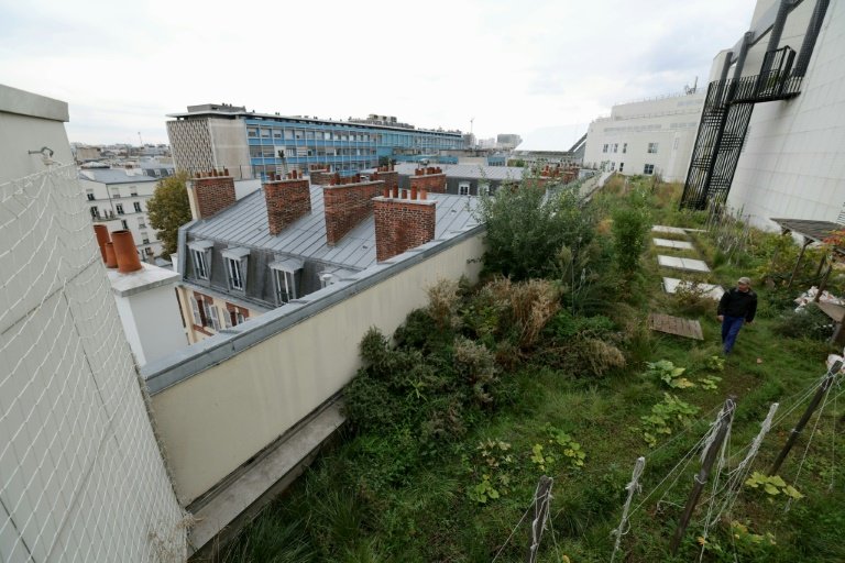 Un potager sur le toit de l'Opéra Bastille géré par la société agricole Topager, le 25 septembre 202 à Paris  © Thomas SAMSON