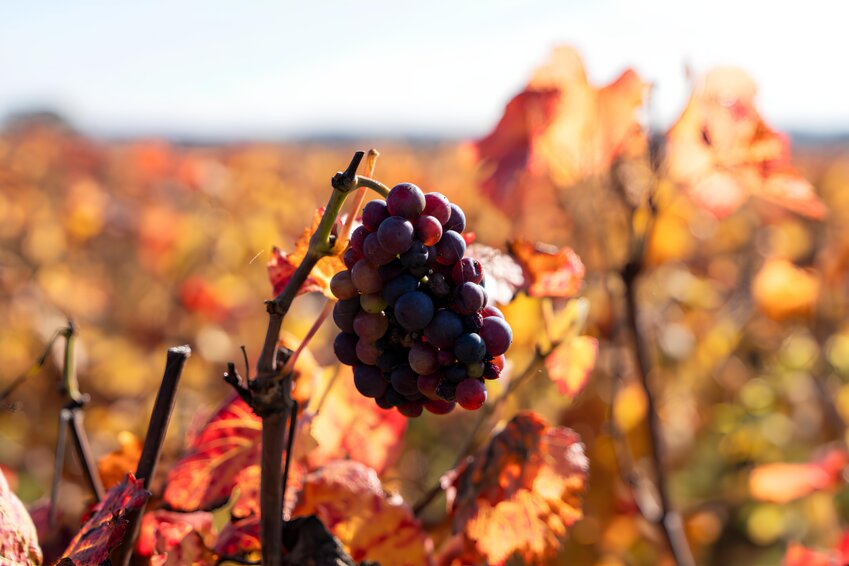 La filière viticole bourguignonne se réjouit de la qualité des vins après les vendanges 2025 malgré quelques aléas climatiques. © Rozenn Krebel / Côte-d’Or Attractivité