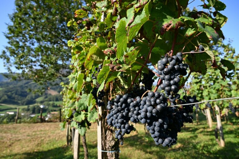 Des vignes à Saint-Etienne-de-Baïgorry, dans les Pyrénées-Atlantiques, le 19 septembre 2025 © Gaizka IROZ