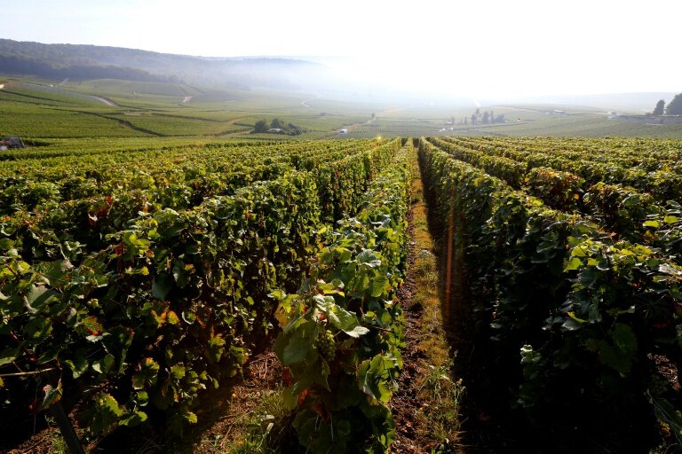 Le vignoble de Champagne à Hautvillers, le 22 septembre 2016 dans la Marne © FRANCOIS NASCIMBENI
