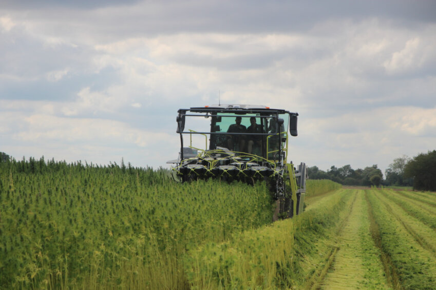Le chanvre cultivé dans l’Oise ne contient pas de THC et ressemble à une culture de blé ou de maïs. © Aletheia Press / B.Delabre