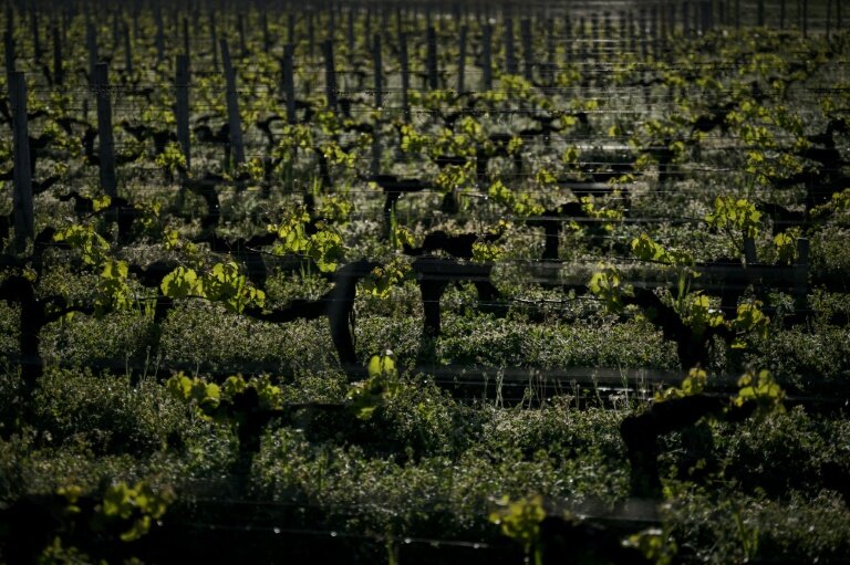 Des plants de vigne à Martillac, dans la région de Bordeaux, le 17 avril 2025 en Gironde © Philippe LOPEZ