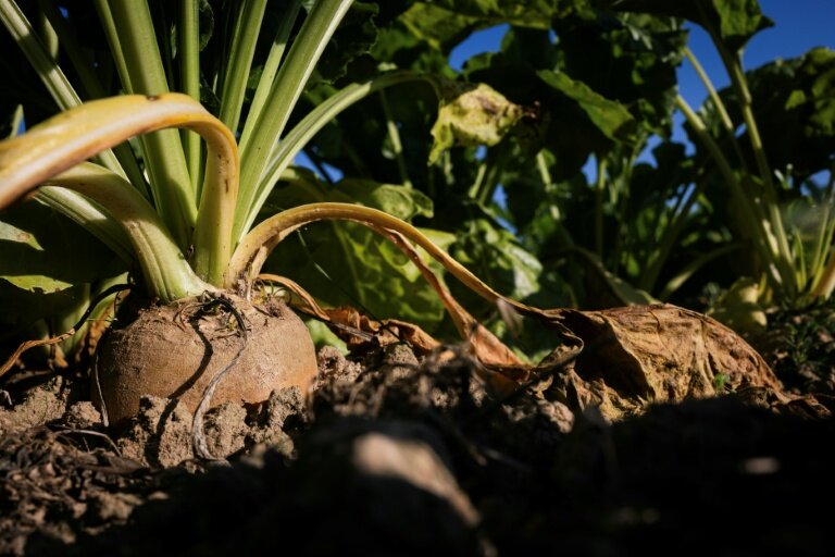 Un champ de betterave sucrière à Saint-Christophe-sur-Condé, le 11 août 2025 dans l'Eure © JOEL SAGET
