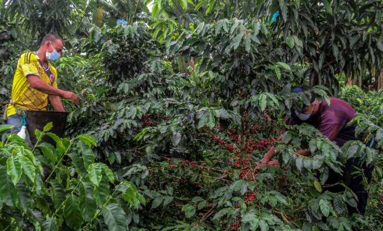 Récolte du café dans une plantation de Colombie le 21 mai 2020. © Adriana RUIZ