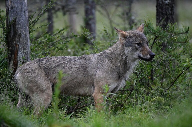 Le nombre de loups est resté relativement stable en France en 2025, avec une population estimée à 1.082, soit 69 de plus en un an © Olivier MORIN