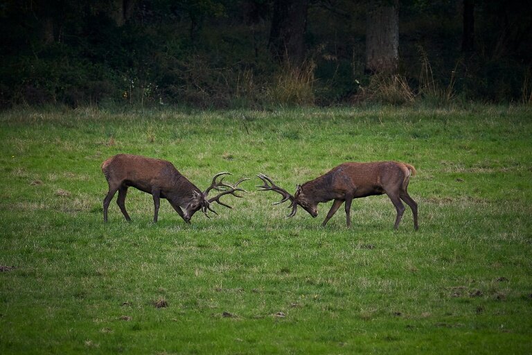 Deux cerfs à Chambord, dans le Loir-et-Cher, le 23 septembre 2024 © GUILLAUME SOUVANT