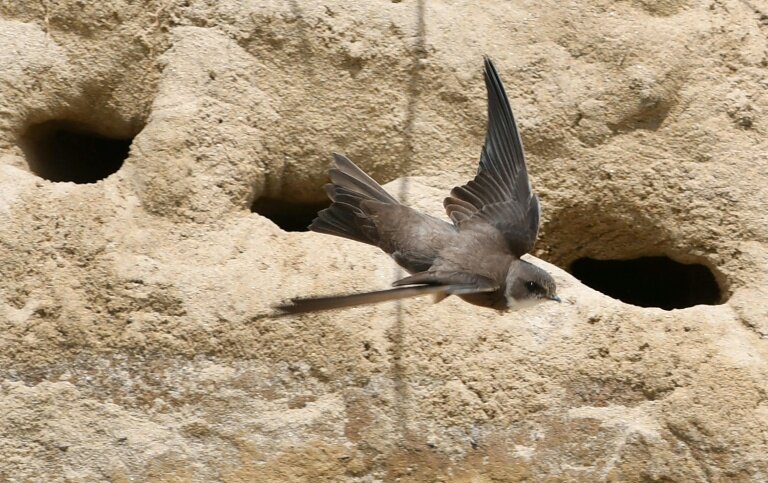Une hirondelle sur une plage à Crozon, dans le Finistère, en mai 2020 © Fred TANNEAU