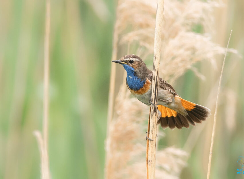 Emmanuel Del Sordo, directeur régional d’Enedis en Picardie, et Yves Butel, président de la fédération des chasseurs de la Somme.