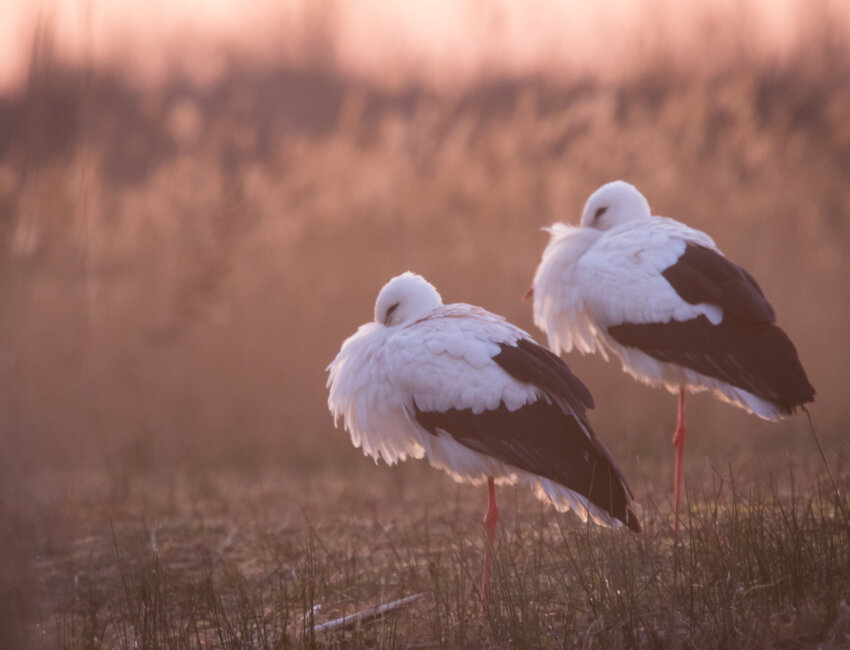 Le parc du Marquenterre se déploie sur 200 hectares.
