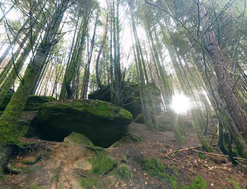 L’appel de la «forêt-santé» est lancé