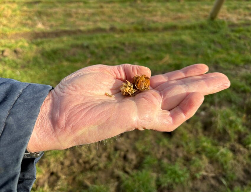 Denis Lequeux de la ferme Lequeux.